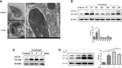 The Protective Role of TLR2 Mediates Impaired Autophagic Flux by Activating the mTOR Pathway During Neospora caninum Infection in Mice